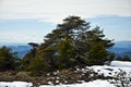 Beautiful shot of a tree on the cliff with a blue sky in the background Royalty Free Stock Photo