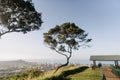 Beautiful shot of a tree in the mountain with an overlooking view of honolulu hawaii in USA Royalty Free Stock Photo