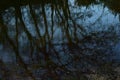 Beautiful shot of trees reflecting on a lake at Chadwick Lakes, Maltese Islands in Malta