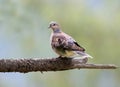 Turtle dove