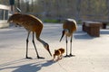 Beautiful shot of two adult common cranes bending over their little baby birds