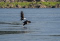 Beautiful shot of two bald eagles soaring above a tranquil lake Royalty Free Stock Photo