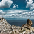 Beautiful shot of two barbary macaques sitting on the cliff by the sea