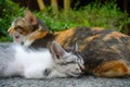 Beautiful shot of two cats resting side by side