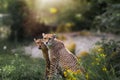 Beautiful shot of two cheetahs on a natural background