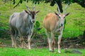 Beautiful shot of two Common Elands walking in a farm Royalty Free Stock Photo