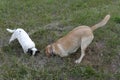 Beautiful shot of two cute dogs digging a hole in the yard