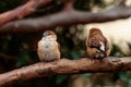 Beautiful shot of two cute sparrows perched on a tree branch with a blurred background