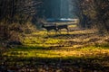 Beautiful shot of two deers crossing a narrow pathway surrounded by bushes in the forest Royalty Free Stock Photo