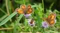 Beautiful shot of two gatekeeper butterflies and a bee on purple thistle flowers