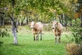 Beautiful shot of two light brown cows strolling in a field Royalty Free Stock Photo