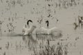 Beautiful shot of two white and black swans swimming in the lake - concept of love birds Royalty Free Stock Photo