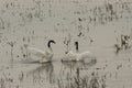 Beautiful shot of two white and black swans swimming in the lake - concept of love birds Royalty Free Stock Photo