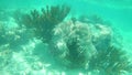 Beautiful shot of an underwater coral reef in the clear seawater Royalty Free Stock Photo