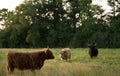 Beautiful shot of various colorful yaks in a field