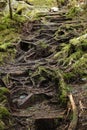 Beautiful shot of vibrant green moss covering the roots growing over the walkway