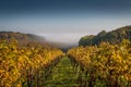 Beautiful shot of a vineyard in late autumn, fog in the background Royalty Free Stock Photo