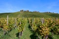 Beautiful shot of a vineyard with rows of grape trees