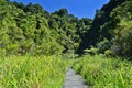 Beautiful shot of a walking way going through a dense tropical jungle Royalty Free Stock Photo