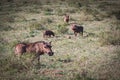 Beautiful shot of warthogs in a green field in South Africa