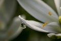 Beautiful shot of a waterdrop on a petal of a white flower