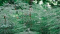 Beautiful shot of the wet green spruce needles - morning dew, winter Royalty Free Stock Photo