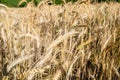 Beautiful shot of wheat spikes ready for harvest growing in a farm field in the daytime Royalty Free Stock Photo