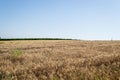 Beautiful shot of wheat spikes ready for harvest growing in a farm field in the daytime Royalty Free Stock Photo