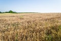 Beautiful shot of wheat spikes ready for harvest growing in a farm field in the daytime Royalty Free Stock Photo