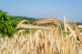 Beautiful shot of wheat spikes ready for harvest growing in a farm field in the daytime Royalty Free Stock Photo