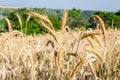 Beautiful shot of wheat spikes ready for harvest growing in a farm field in the daytime Royalty Free Stock Photo