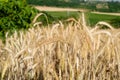 Beautiful shot of wheat spikes ready for harvest growing in a farm field in the daytime Royalty Free Stock Photo