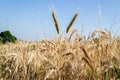 Beautiful shot of wheat spikes ready for harvest growing in a farm field in the daytime Royalty Free Stock Photo