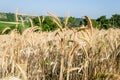 Beautiful shot of wheat spikes ready for harvest growing in a farm field in the daytime Royalty Free Stock Photo