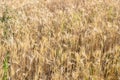 Beautiful shot of wheat spikes ready for harvest growing in a farm field in the daytime Royalty Free Stock Photo