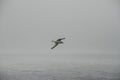 Beautiful shot of a white bird flying over the lake on a cloudy day in Iceland Royalty Free Stock Photo