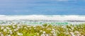 Beautiful shot of white coastal flowers on a sunny beach in Cape Town, South Africa Royalty Free Stock Photo