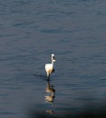 a beautiful shot of a white egret fishing in the water during sunset hour Royalty Free Stock Photo