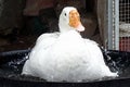 Beautiful shot of a white goose in the water in the backyard of a house