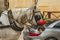 Beautiful shot of a white horse in the street with a car in the background Royalty Free Stock Photo