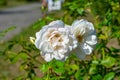 Beautiful shot of white-petaled floribunda flowers on a blurred background Royalty Free Stock Photo