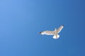 Beautiful shot of a white seagull flying on a clear blue sky background Royalty Free Stock Photo