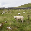 Beautiful shot of white sheep pasturing in meadow with green grass and a few trees Royalty Free Stock Photo