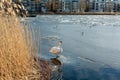 Beautiful shot of a white swan and other small birds standing in a frozen river Royalty Free Stock Photo