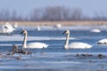 Beautiful shot of white swans swimming on a blue lake surface Royalty Free Stock Photo