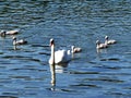 Beautiful shot of white swans are swimming on the lake Royalty Free Stock Photo