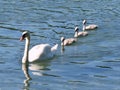 Beautiful shot of white swans are swimming on the lake Royalty Free Stock Photo