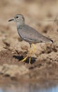 White tailed lapwing Royalty Free Stock Photo