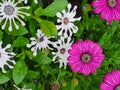 Beautiful shot of white whirligig and bright pink African daisies surrounded by leaves