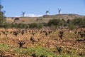 Beautiful shot of white windmills in the field under a blue sky Royalty Free Stock Photo